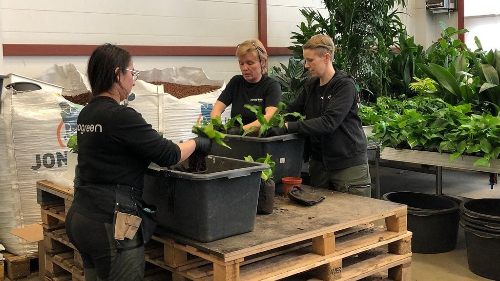 viherseinä, innogreen, kasvien käsittelyä