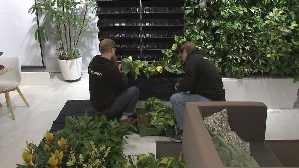 innogreen, viherseinä, asennus, kasvit