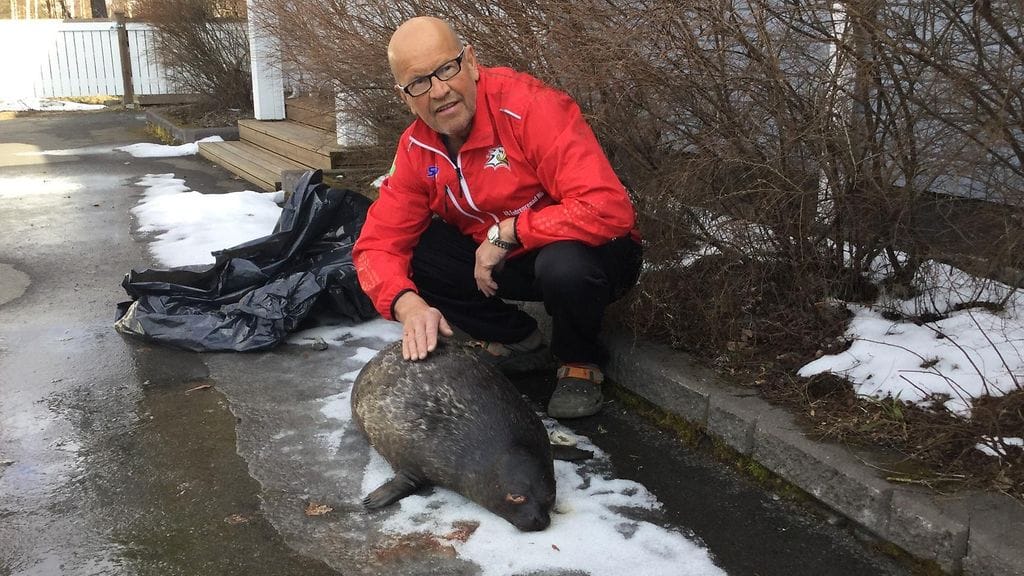 Katiskoiltaan palannut Juha-Pekka Teppo löysi saimaannorpan ruumiin kellumasta vedessä Joensuussa.