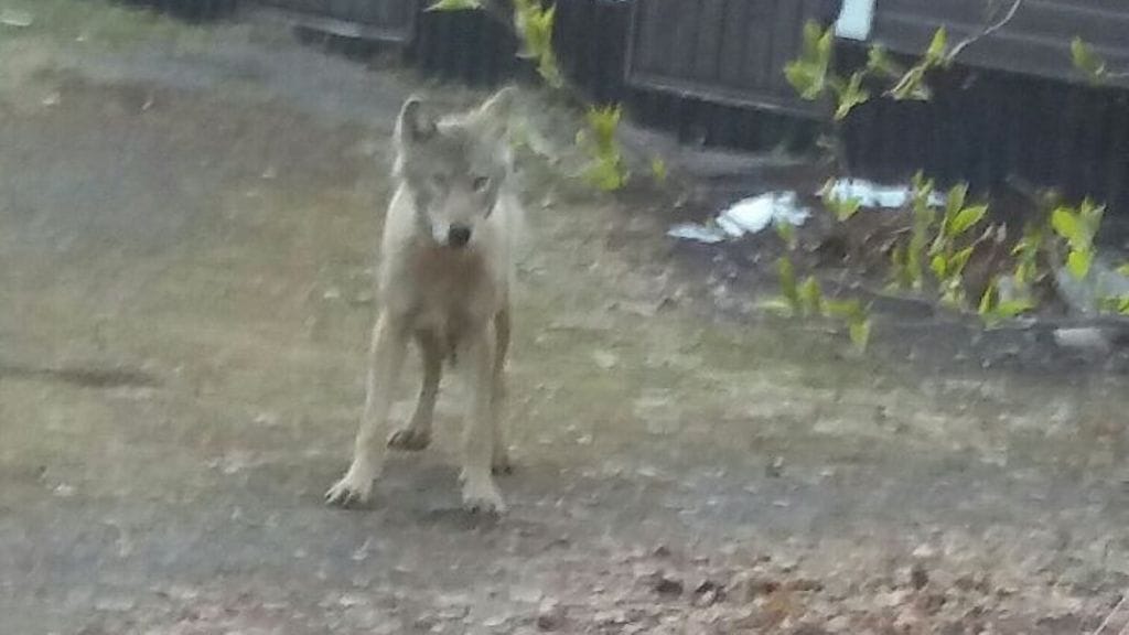 Susi juoksentelivat asutuksella