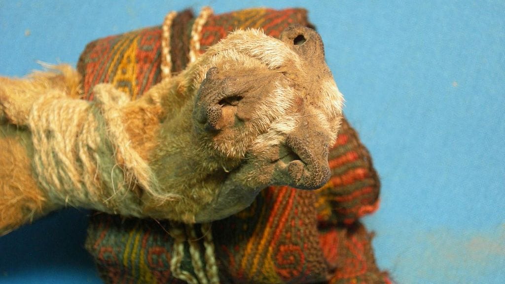 Huumaavilla kasveilla täytetty pussukka oli valmistettu kolmesta ketun kuonosta. Kuva: JOSE CAPRILES / PENN STATE