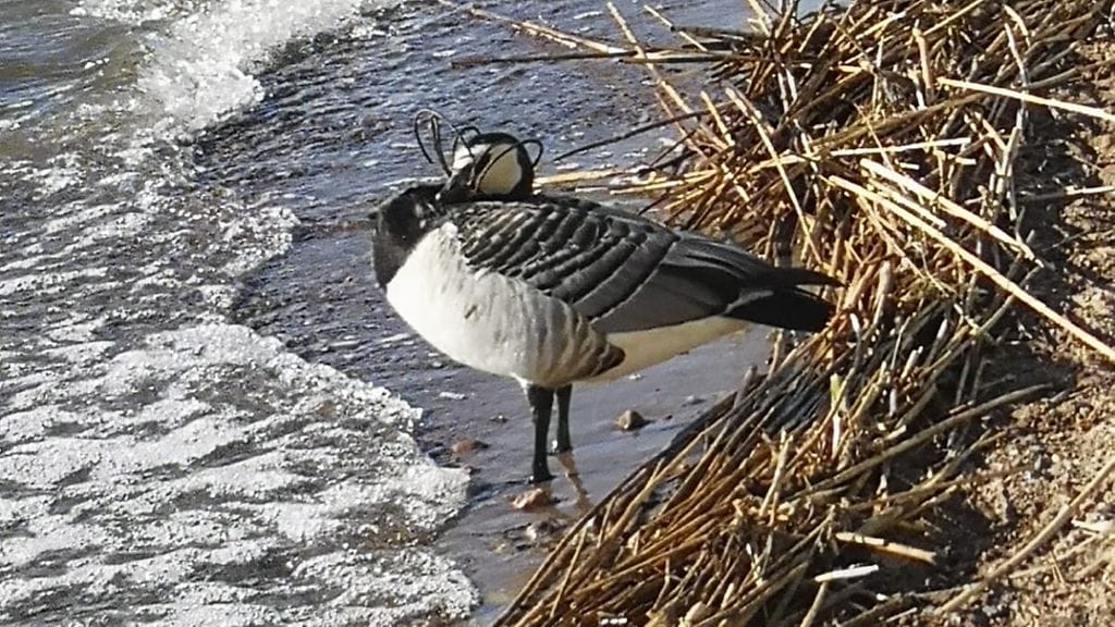 valkoposkihanhi, loukkaantunut lintu