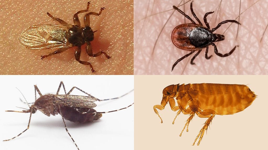 Hirvikärpänen, punkki, hyttynen ja lintukirppu.