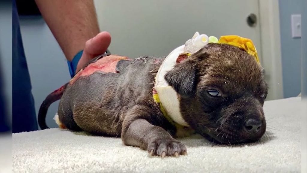 Vakavasti kaltoin kohdeltu koira