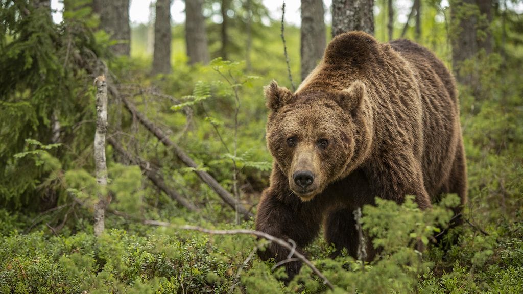 Karhu ennusti Slovakia–Suomi-ottelun voittajan. Kuvituskuva.