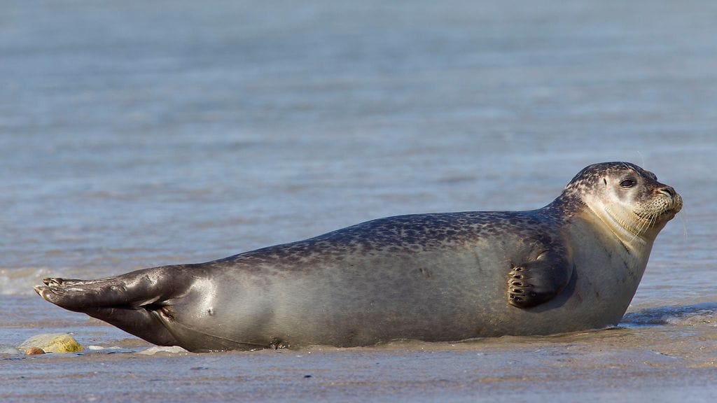 Arkistokuva. Kuvan hylje ei liity tapaukseen.