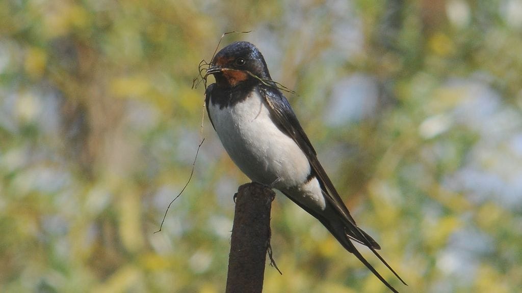 Haarapääsky pesänteossa. Kuva: Aleksi Lehikoinen