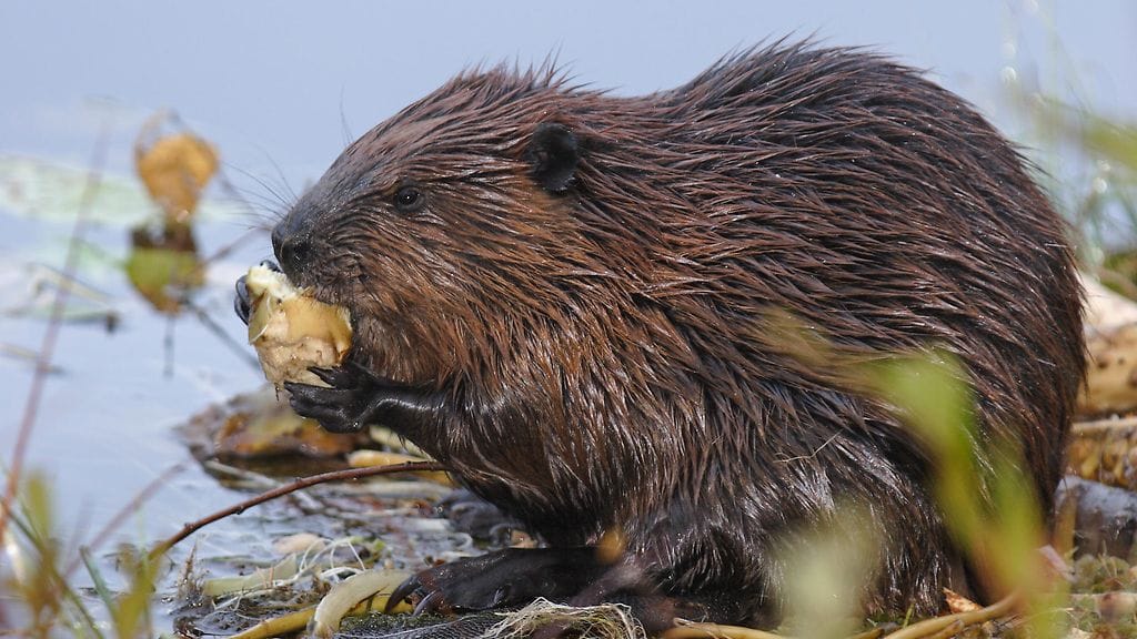 Majava puri Jeppe-koiraa kuolettavasti jalkaan. Kuvan majava ei liity tapaukseen.