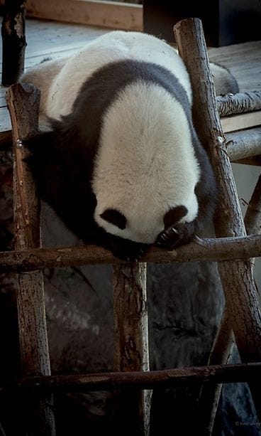 Lumi, Pyry, panda, Ähtäri