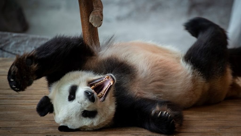 Ähtäri, panda, lumi, pyry