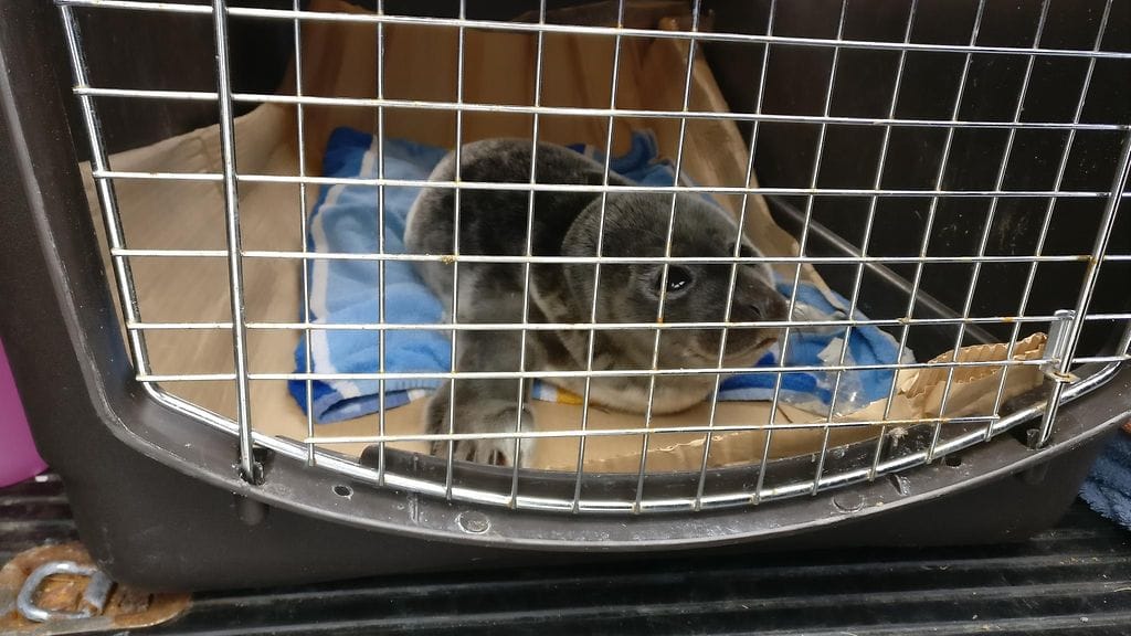 Kuutti Pietarsaaressa2