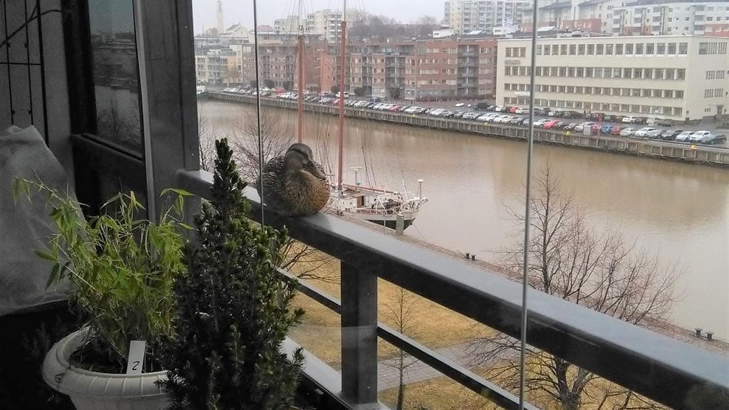 Tytsy-sorsa odotti huhtikuisena aamuna Kulmalan parvekkeen lasitusten takana.