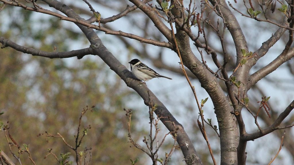 Pikkupajusirkku nähtiin Suomessa ensimmäistä kertaa eilen. Kuvan otti Pekka Ikonen.