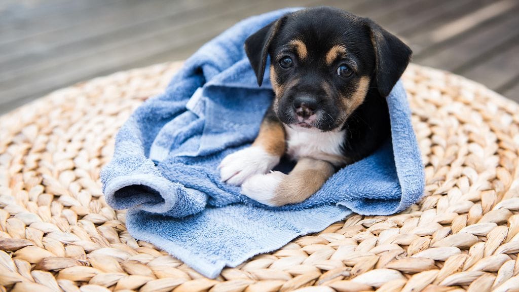 Pieni koiranpentu sai pikkupojan itkemään. Kuvituskuva.