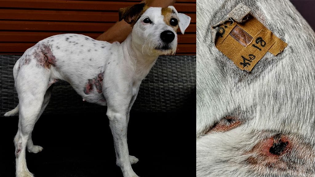 Dii-koira joutui rajun hyökkäyksen kohteeksi – vapaana olleet koirat raatelivat verille