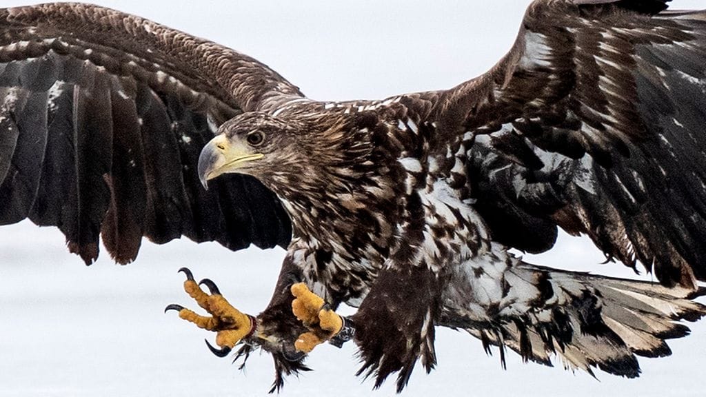 Merikotka (Haliaeetus albicilla) on suurikokoinen petolintu, joka kuuluu merikotkien sukuun.