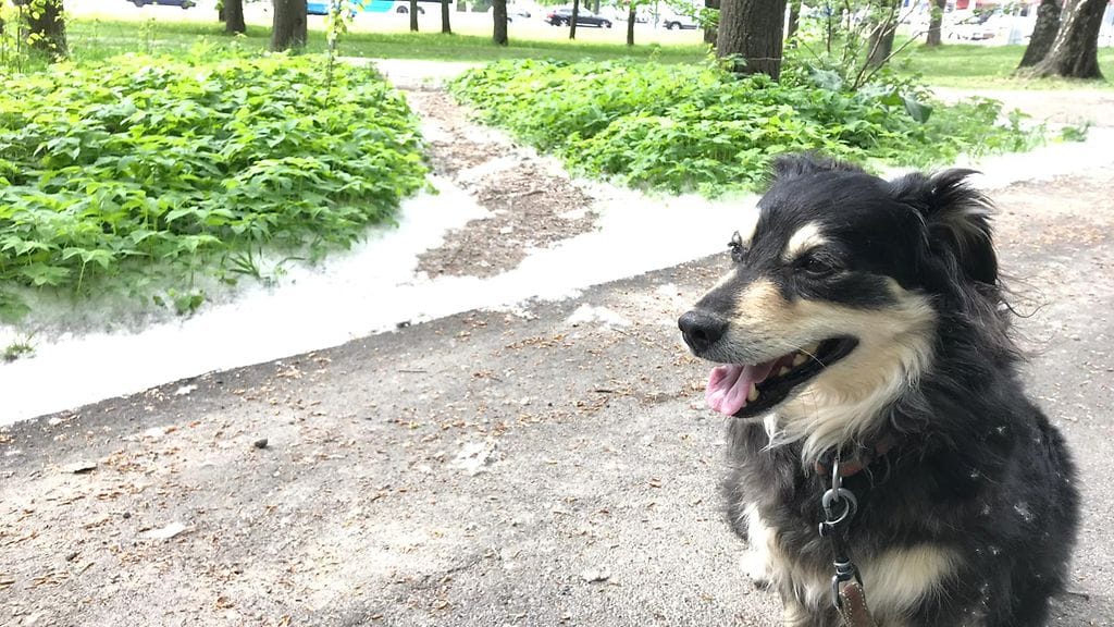 Koiraa ei tien viereen kasautunut "pumpuli" hetkauttanut.