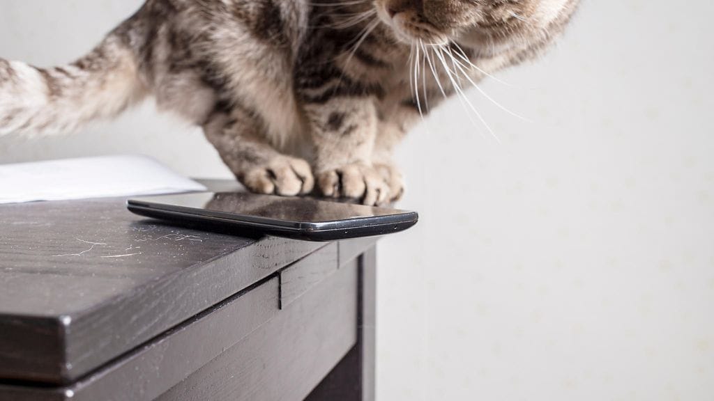 Moni kissanomistaja on huomannut lemmikkinsä pitävän tavaroiden pudottelemisesta. Kuvituskuva.