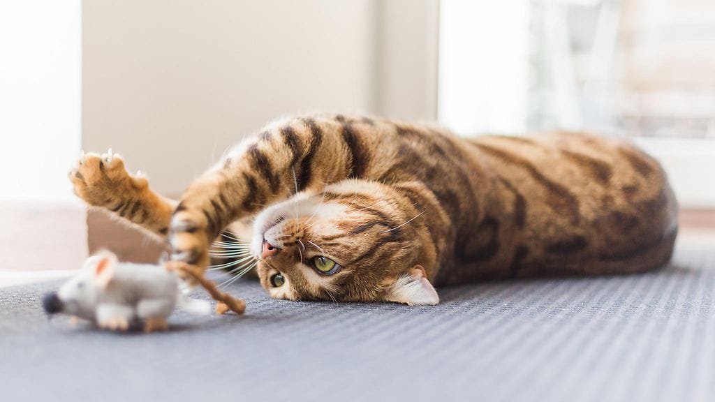 shutterstock_510682261