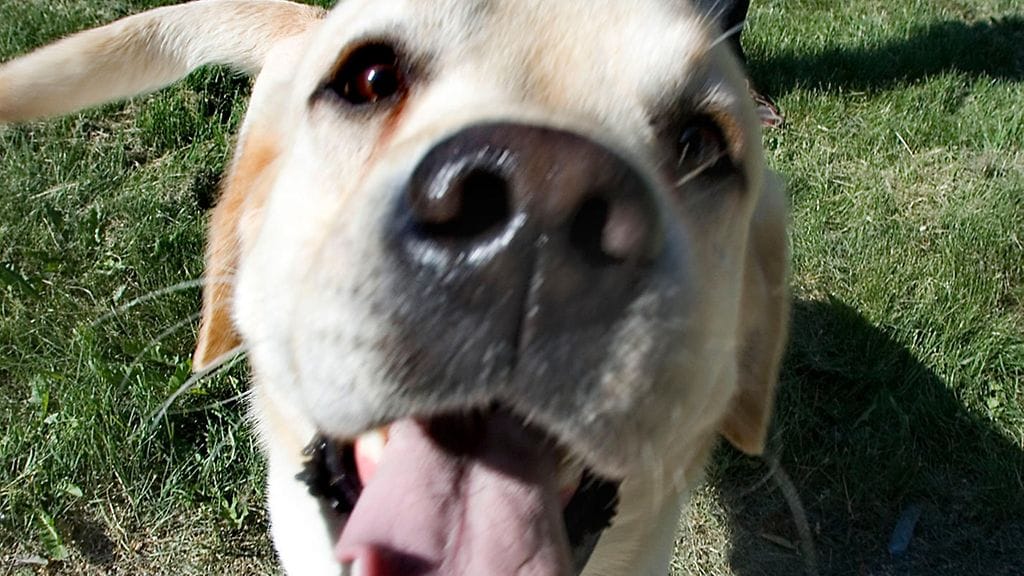 Ihmiset eivät uskalla taudin pelossa ulkoiluttaa koiriaan kotipihoja laajemmilla alueilla, Viitala kertoo. Kuvituskuva.