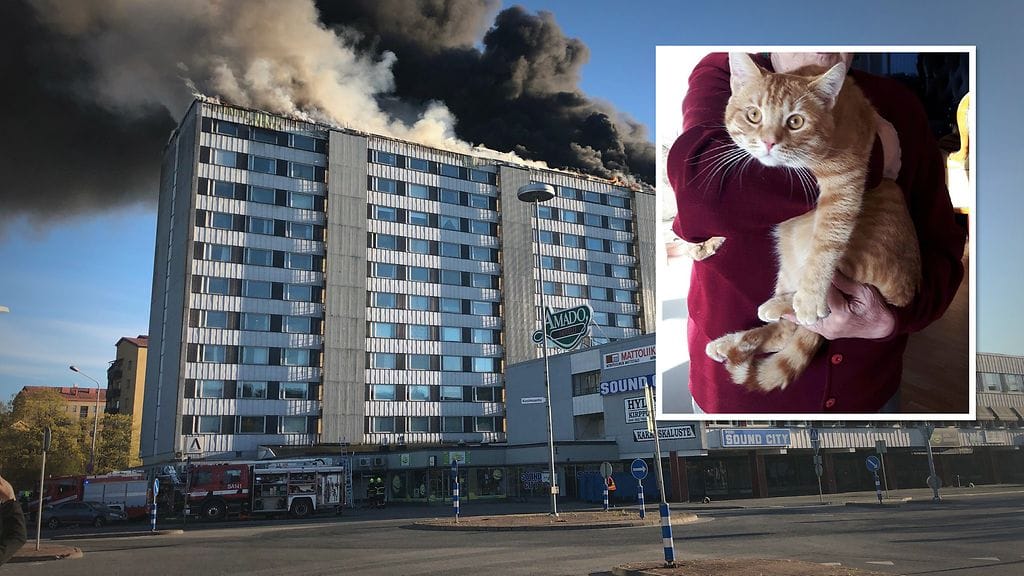 Ruutik-kissa katosi Porin kerrostalopalon yhteydessä. Rakas lemmikki on edelleen karkuteillä.