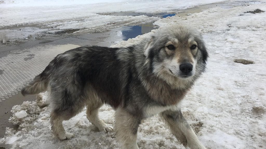 Mirja Venäjä kaasu Jamal Bovanenkovo 2