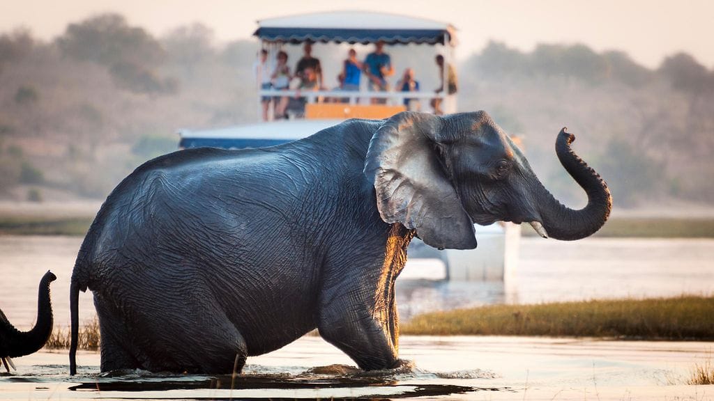 Turistit katselevat jokea ylittäviä norsuja Choben kansallispuistossa, Botswanassa.