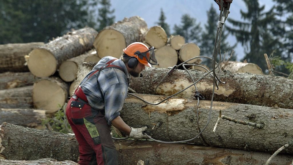 Metsurit olivat sulkeneet tien puun kaadon ajaksi, mutta kuljettaja kiersi esteet poliisin tietojen mukaan. Kuvan metsuri ei liity tapaukseen.