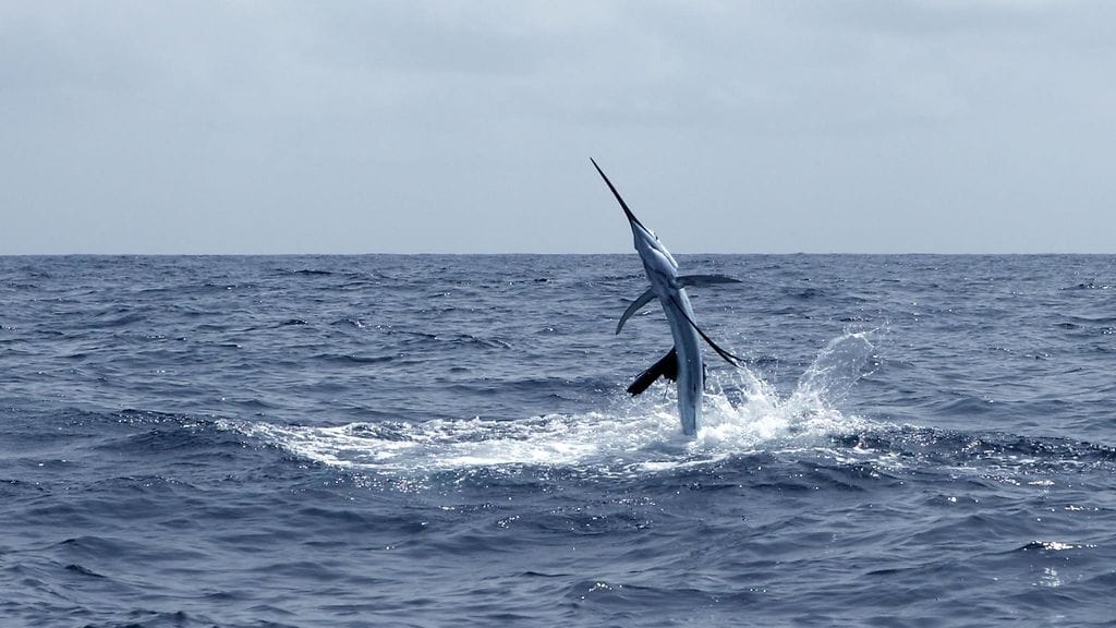 Jotkut purjekalat voivat kasvaa viisimetrisiksi ja painaa auton verran. Kuvan purjekala ei liity tapaukseen.