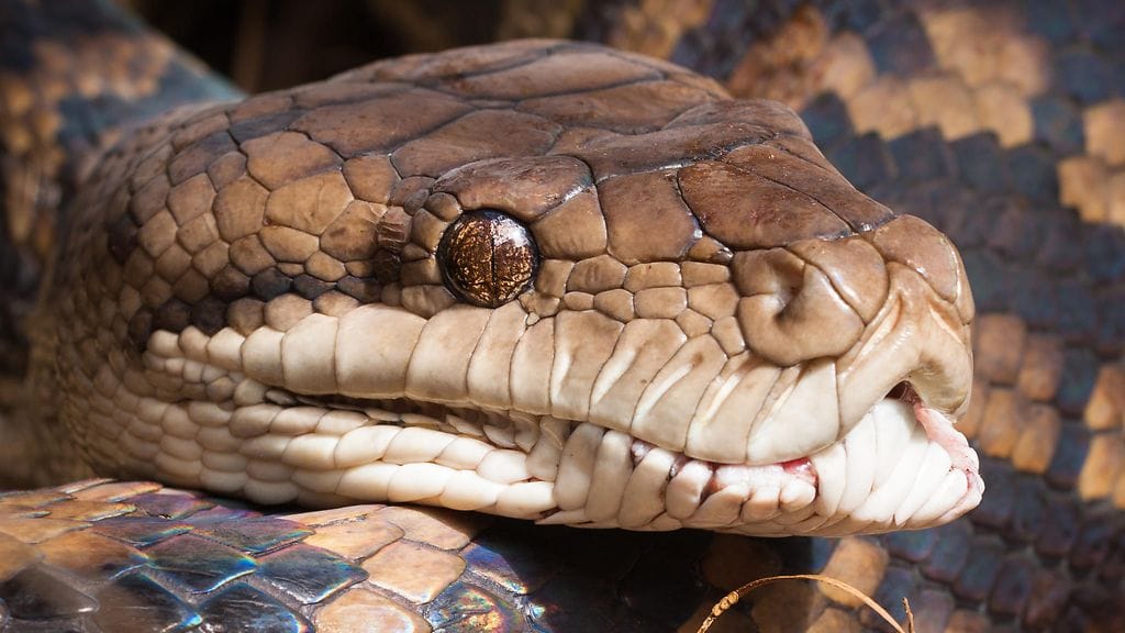 Pyton pystyy syömään itseään isompia eläimiä joustavien leukojensa ansiosta. Kuvituskuva.