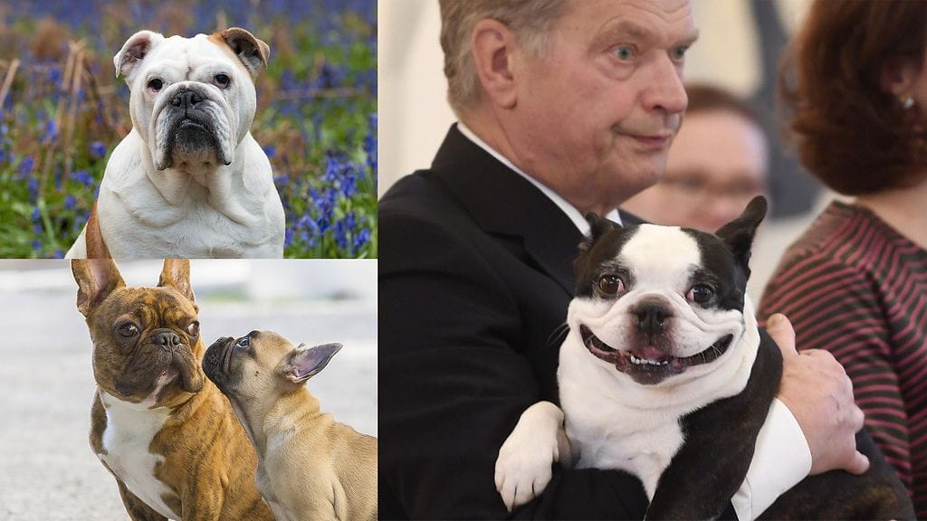 Presidentti Niinistön Lennu-koira (oik.) on bostoninterrieri. Kuvassa vasemmalla englanninbulldoggi (ylä) ja ranskanbuldoggeja.