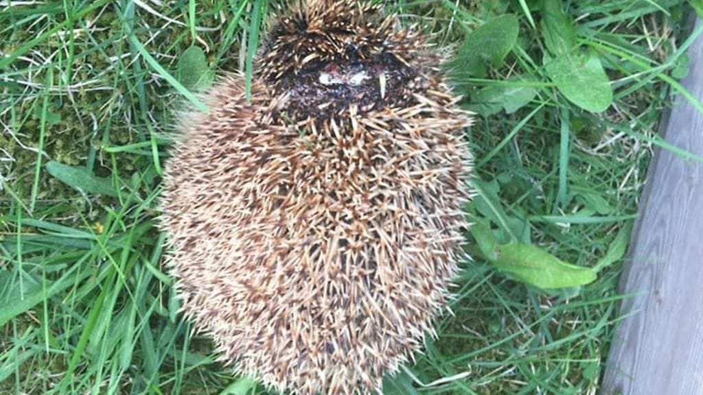 Maanantaina Lautamäen hoitoon tuotu siili oli saanut syvän haavan päähänsä. Siili on nyt asianmukaisessa hoidossa.