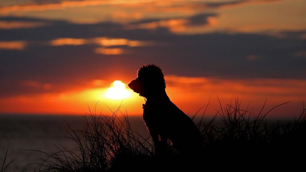 Välikohtauksessa kuoli pieni koira.