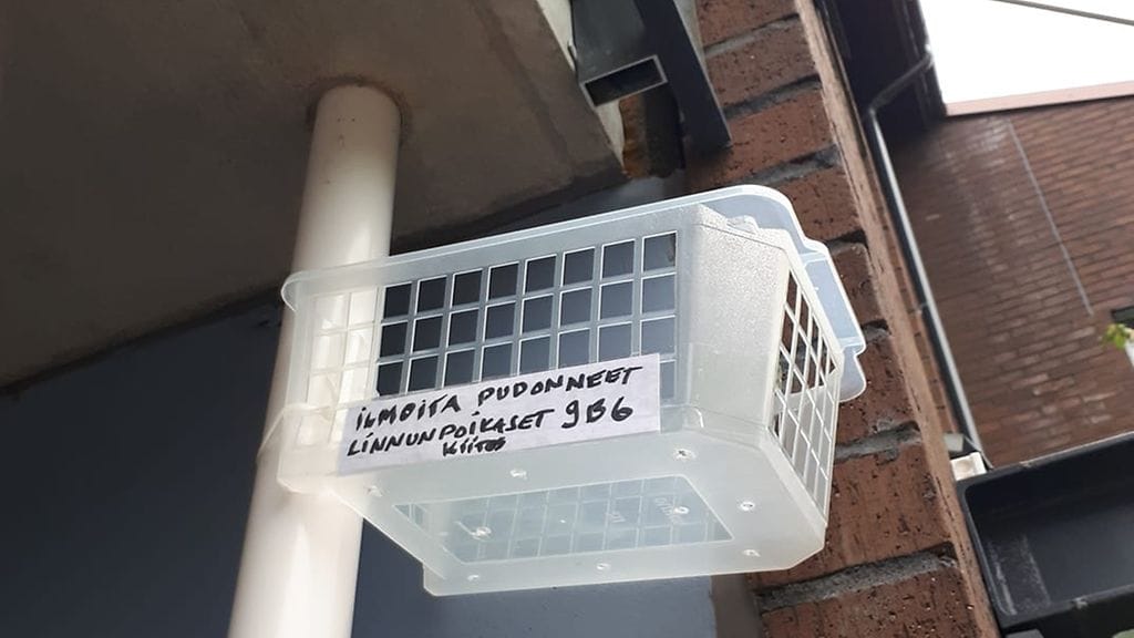 Anne Simmala järjesti linnulle varakodin, kun poikasia alkoi pudota pesästä. Kuva: Anne Simmala.