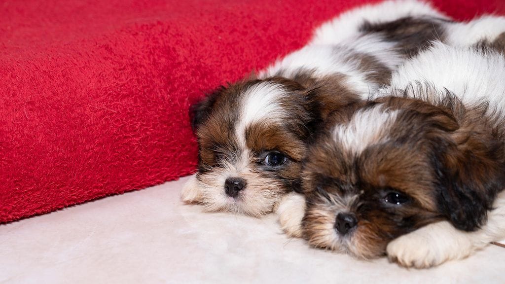 Hurjaan suosioon noussut koiranpentu ei viihdy mahallaan maaten. Kuvituskuva.