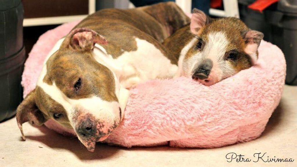 61837951_458130044961514_3508525304832327680_n