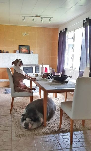 petra kivimaa possu