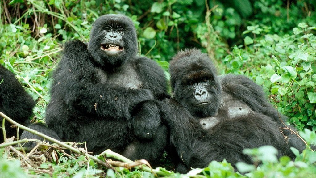 Murraha ja Poppy-naarasgorillat.