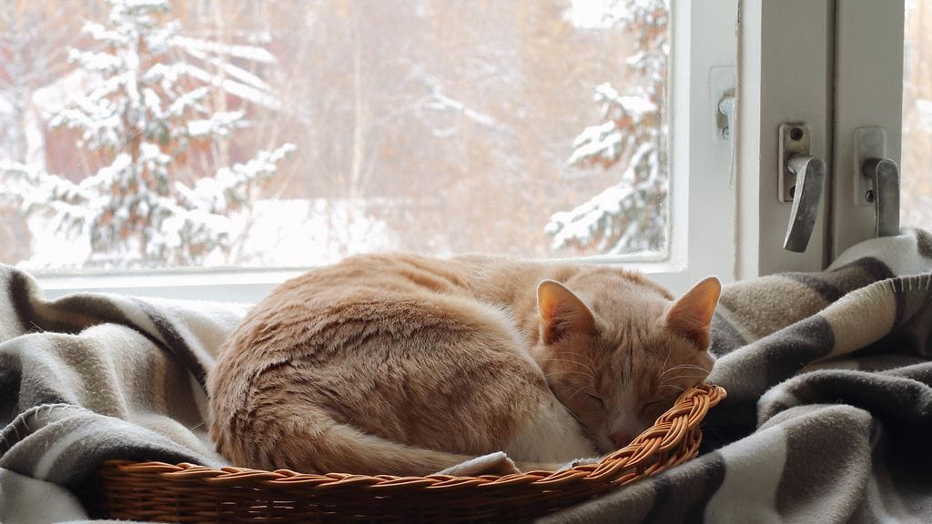 kissa nukkua talvi