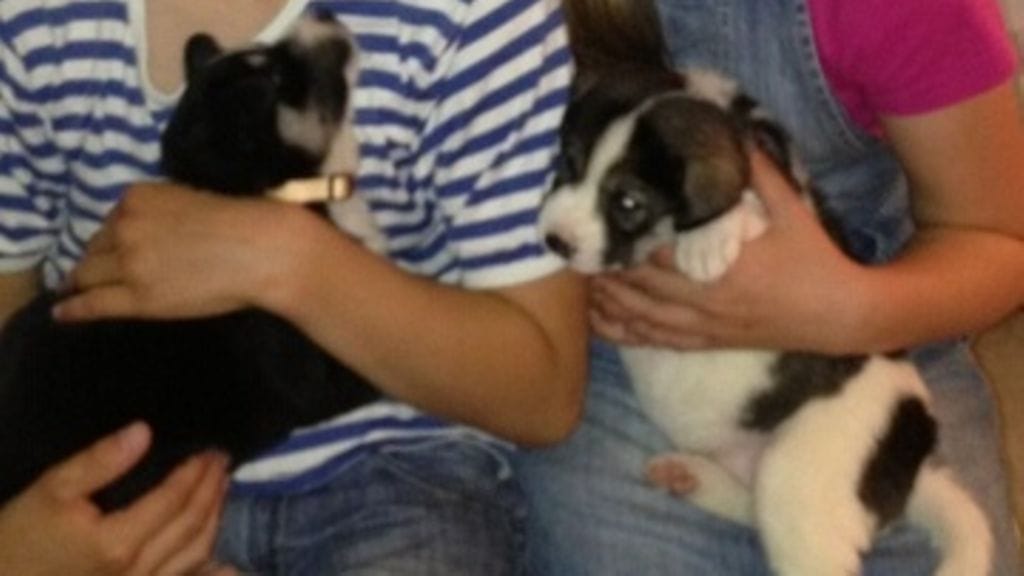 Imatra, koiat, karkukoirat