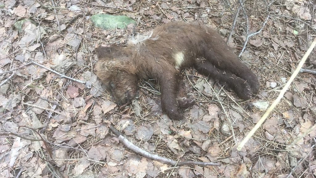 Karhunpentu_TapaniSimola