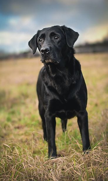 KUVA VAIN LIFESTYLEN JUTTUUN leidi2