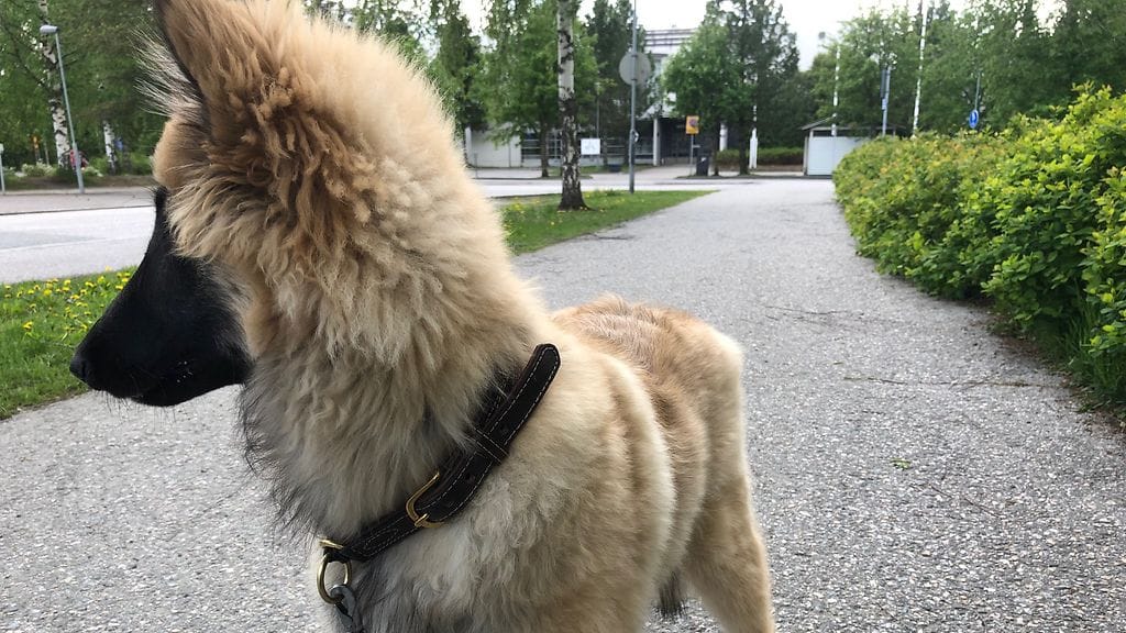 koira auttamassa miestä Kuopiossa