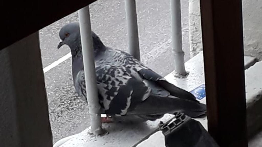 Pulu on kotiutunut Lindroosin perheen parvekkeeelle ja tehnyt pesän vanhaan amppeliin.