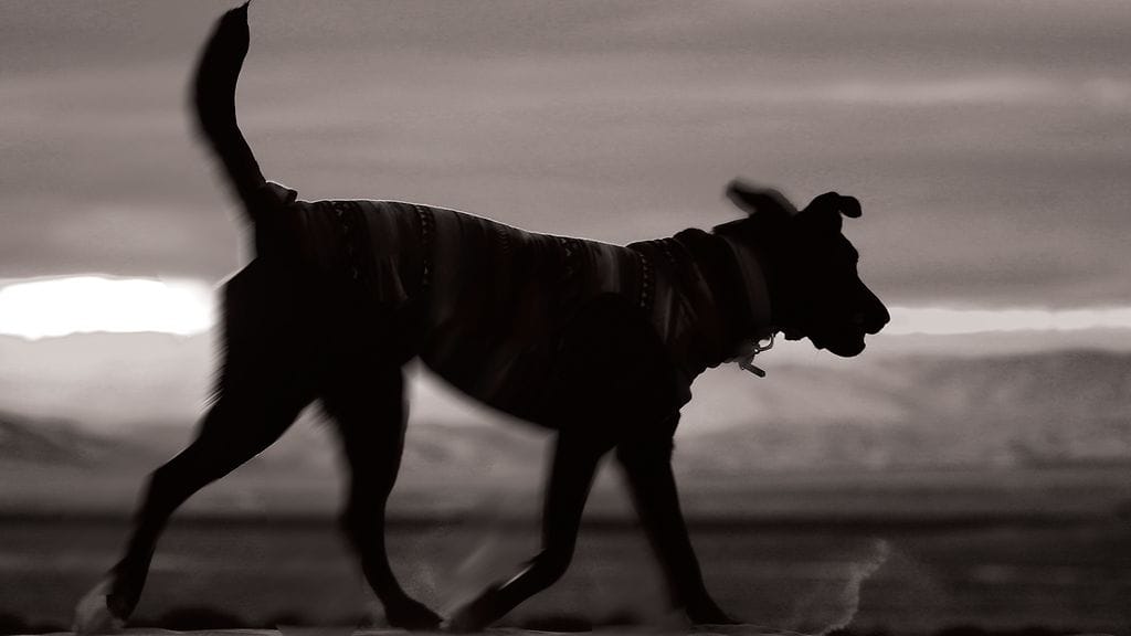Suurikokoiset koirat purivat pienemmän koiran kuoliaaksi Lahdessa tiistaiaamuna. Koirien rotu ei toistaiseksi ole varmistunut. Kuvituskuva.