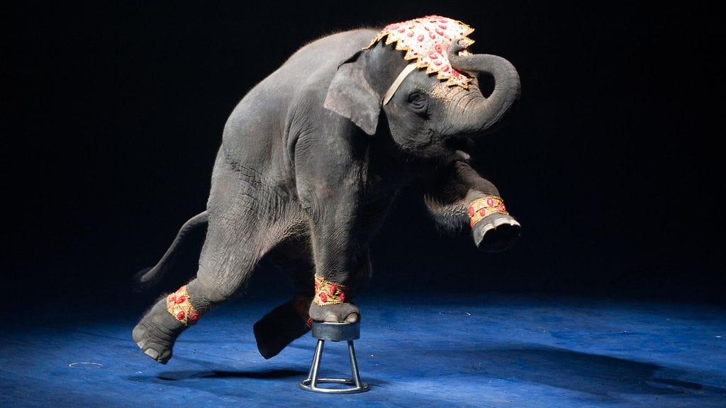 Circus Roncalli korvasi esityksissään oikeat eläimet hologrammeilla lopettaakseen eläinten kaltoinkohtelun. Kuvituskuva.