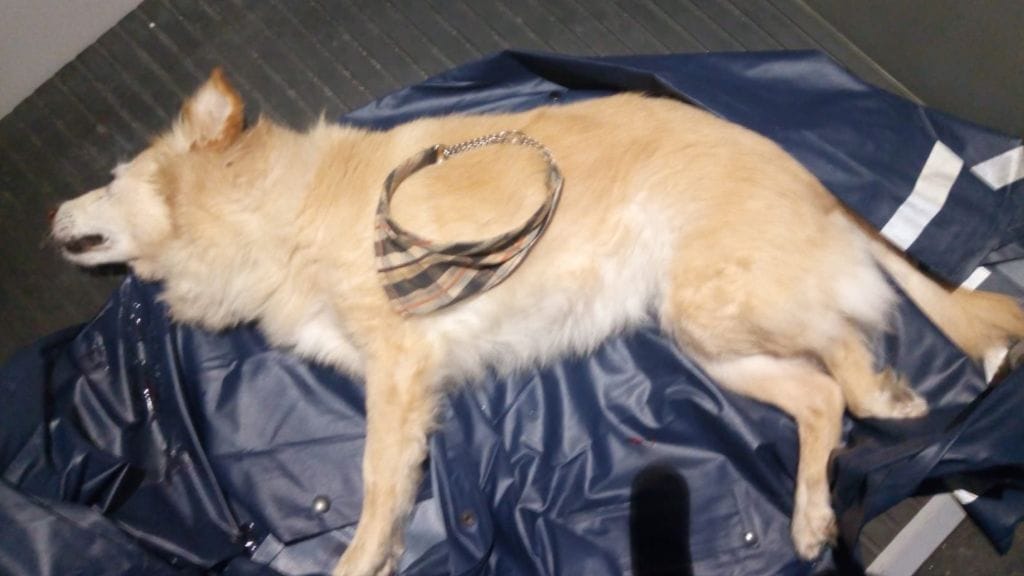 Poliisi julkaisi kuvan auton alle jääneestä koirasta omistajan löytämiseksi.