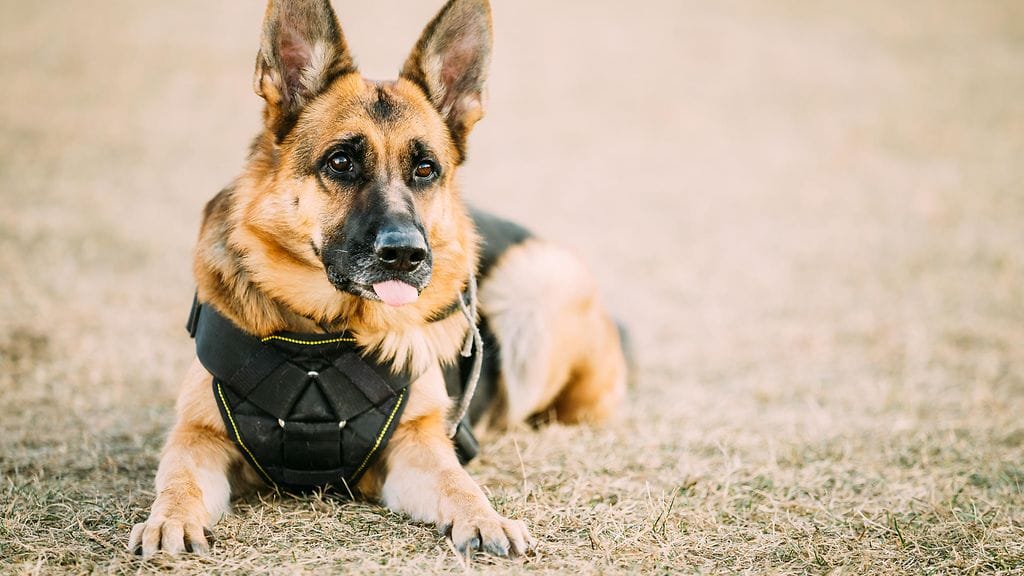 Poliisikoirien suojattomuus huolestutti 9-vuotiasta koulupoikaa.