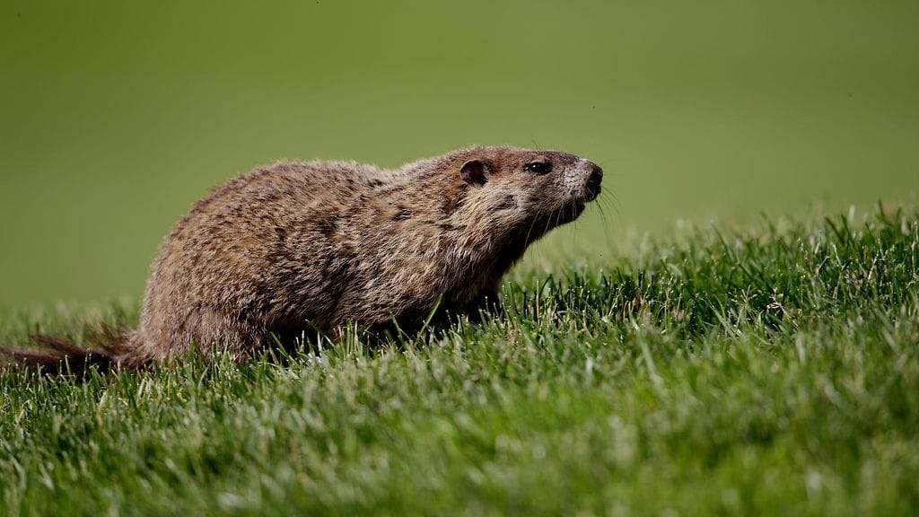 Murmeli, tuttu näky Kanadan GP:ssä.