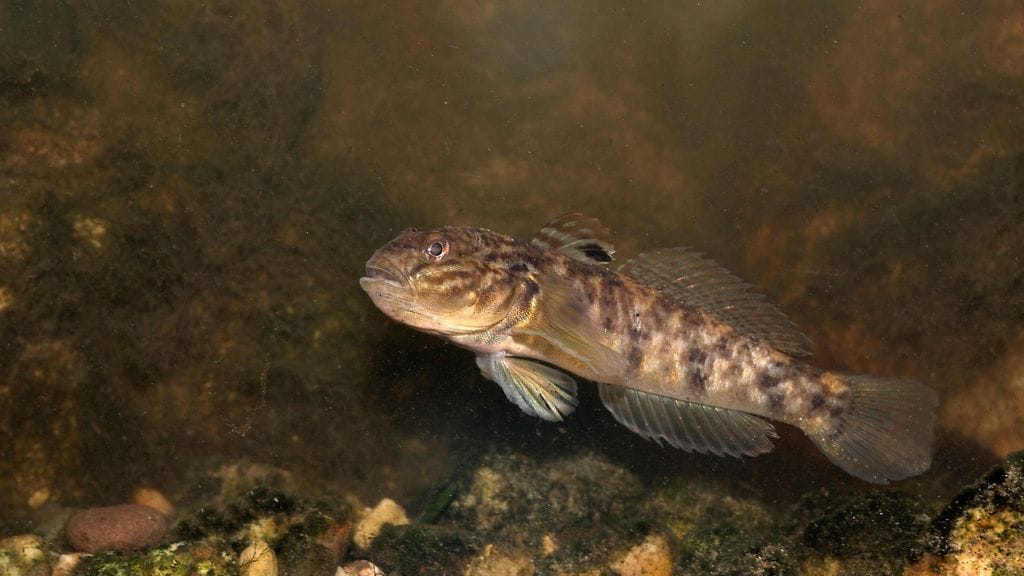 AOP mustatäplätokko